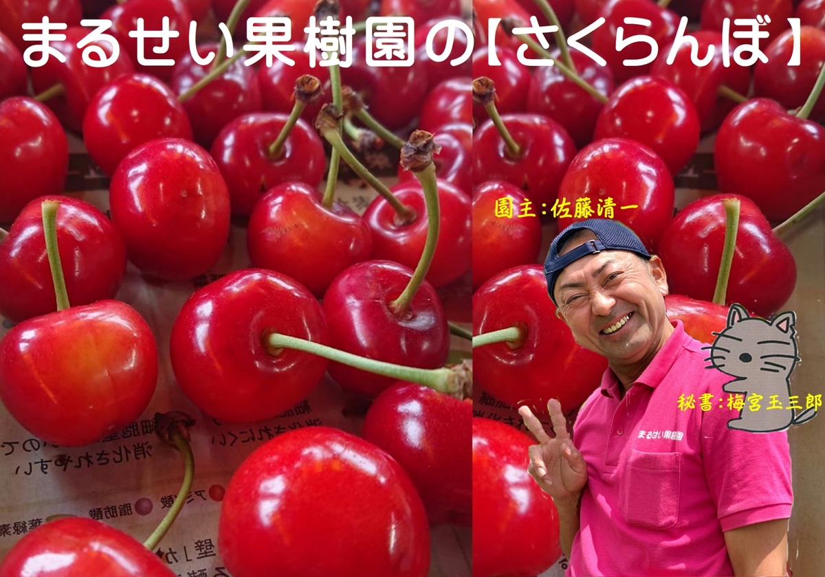 佐藤錦』 1k 摘みっぱなし バラ詰め(S～2L) サイズ指定不可 | まるせい